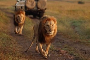Nairobista Masai Maraan: 3 päivää 2 yötä Masai Marassa