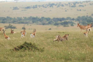 Nairobista Masai Maraan: 3 päivää 2 yötä Masai Marassa