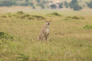 Nairobista Masai Maraan: 3 päivää 2 yötä Masai Marassa