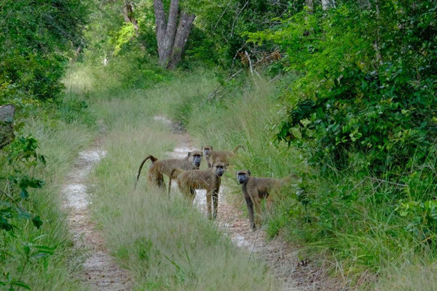 Tour de 1 día al Parque Nacional Arabuko Sokoke desde Malindi