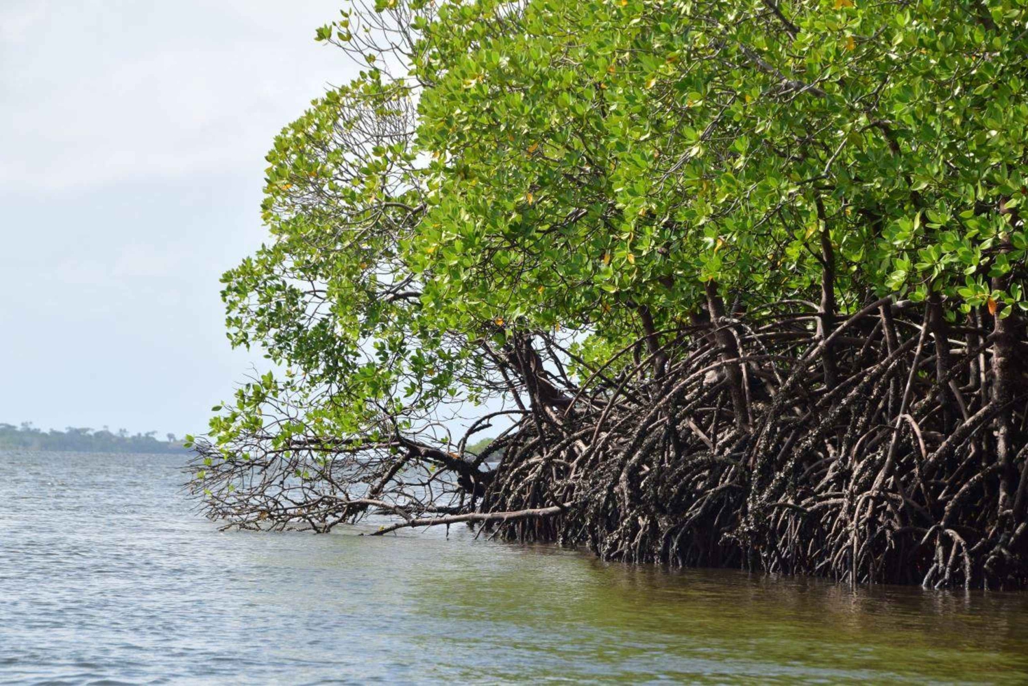 Funzi Island: Heldagstur til Funzi med båd og frokost med fisk og skaldyr