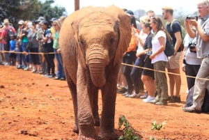 Giraffcenter, elefantbarnhem och Kazuri-pärlor Tour