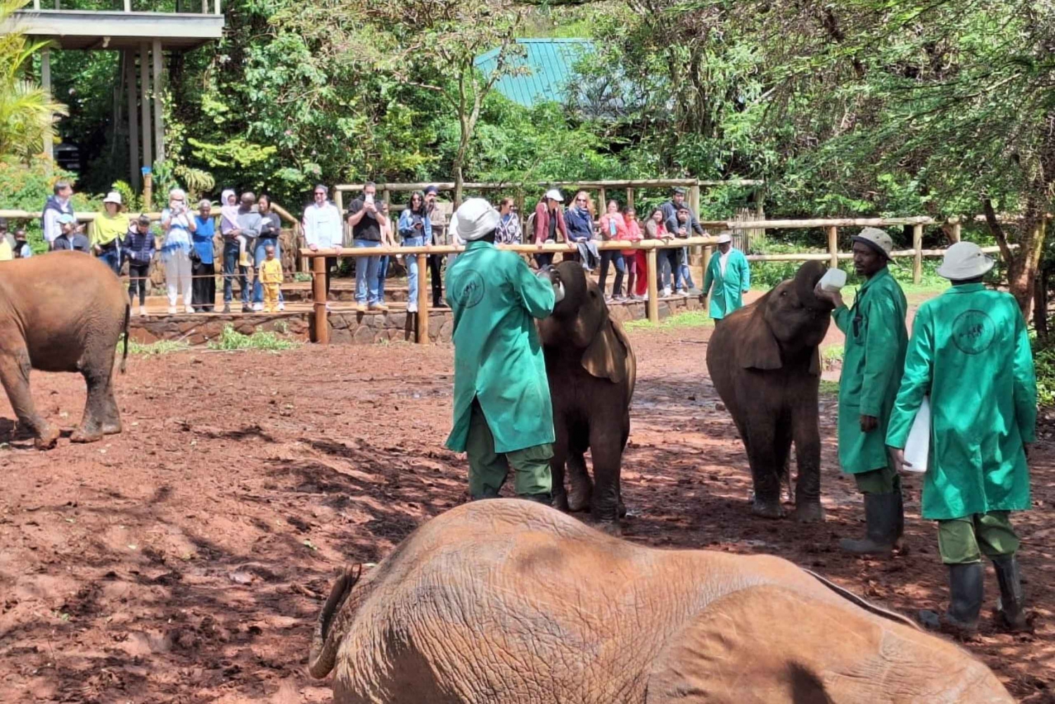 Tour giornaliero al Santuario degli elefanti e al Centro giraffe con trasferimento gratuito