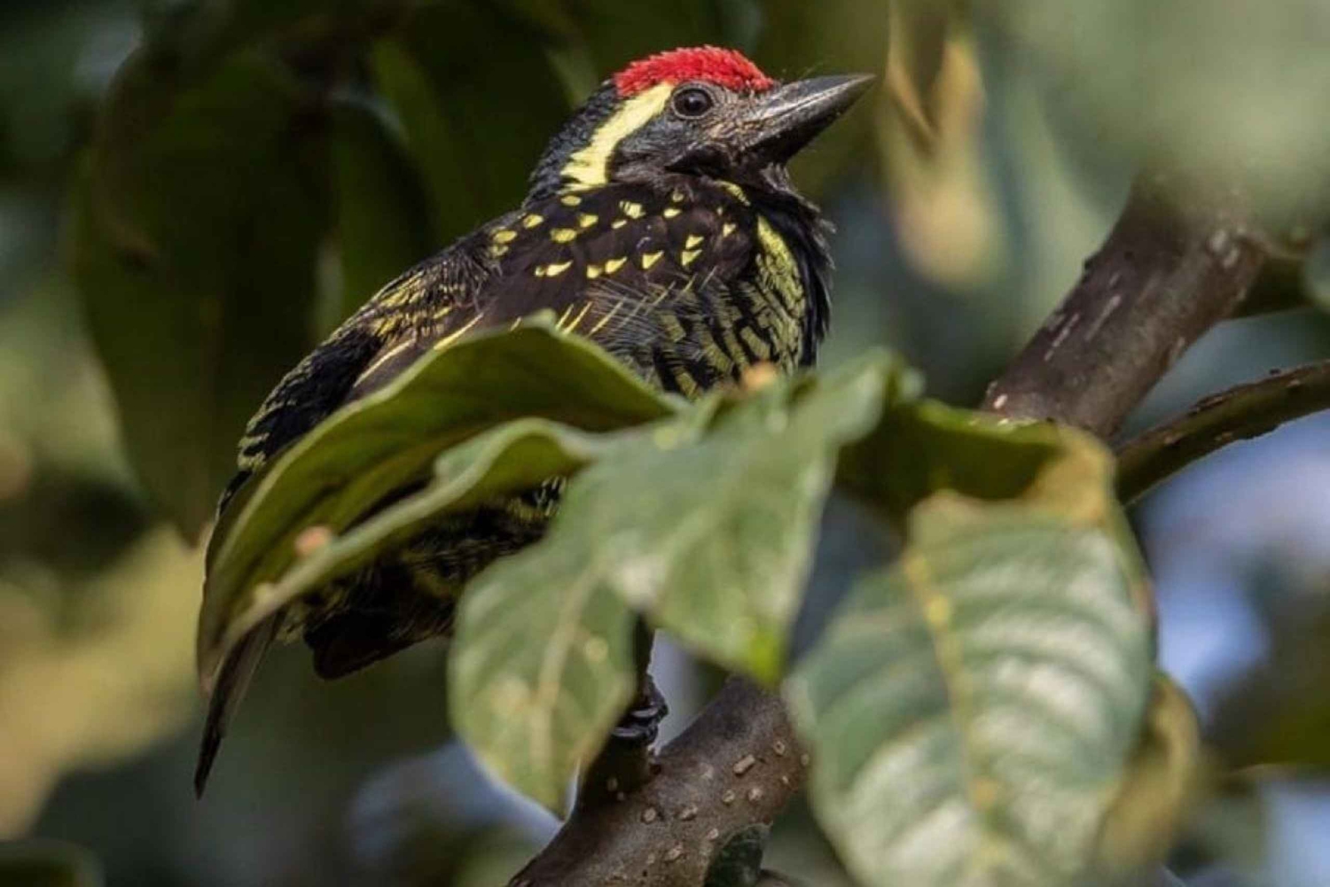 Kakamega Forest: 3 nachten vogelsafari vanuit Nairobi
