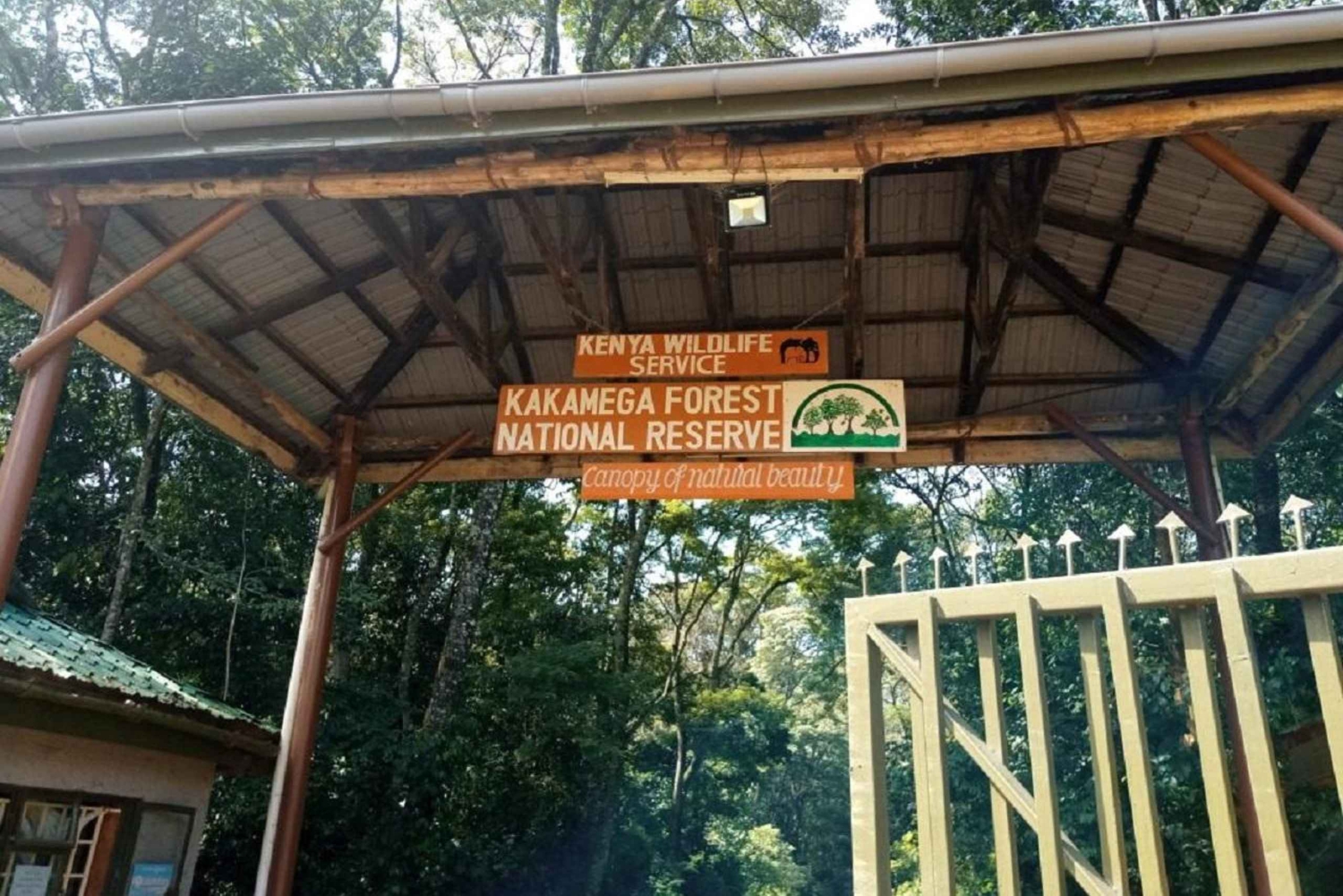 Kakamega Forest: Safari med fuglekikking