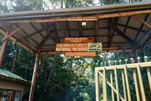 Kakamega Forest: Safari med fuglekikking