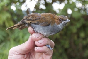 Kakamega Forest: Safari med fuglekikking