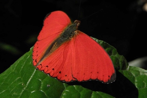 Kakamega Forest: Safari med fuglekikking