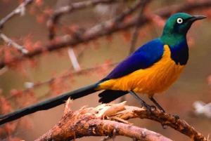 Kakamega Forest: Safari med fuglekikking