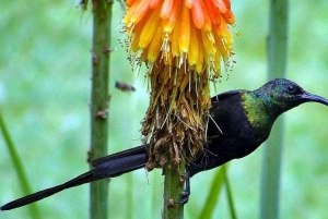 Kakamega Forest: Safari med fuglekikking