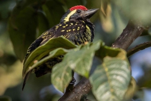 Kakamega Forest: Safari med fuglekikking