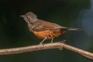 Kakamega Forest: Safari med fuglekikking