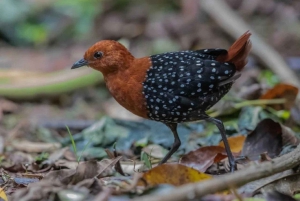 Kakamega Forest: Safari med fuglekikking