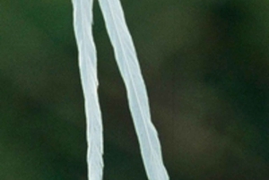 Kakamega Forest: Safari med fuglekikking