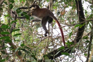Kakamega Forest: Safari med fuglekikking