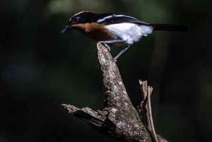 Kakamega Forest: Safari med fuglekikking