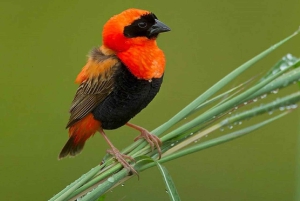 Kakamega Forest: Safari med fuglekikking