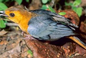 Kakamega Forest: Safari med fuglekikking