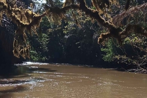 Kakamega Forest: Safari med fuglekikking