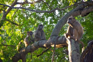 Kakamega Forest: Safari med fuglekikking