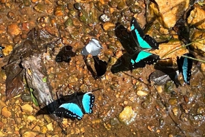 Kakamega Forest: Safari med fuglekikking