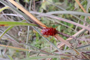Kakamega Forest: Safari med fuglekikking