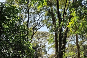 Kakamega Forest: Safari med fuglekikking