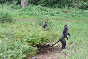 Kakamega Forest: Safari med fuglekikking