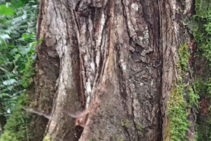 Kakamega Forest: Safari med fuglekikking