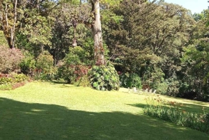 Kakamega Forest: Safari med fuglekikking