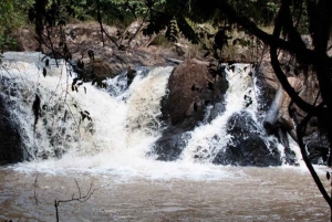 Kakamega Forest: Safari med fuglekikking