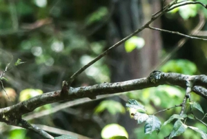 Kakamega Forest: Safari med fuglekikking