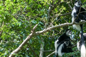 Kakamega Forest: Safari med fuglekikking