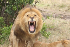 Kenya: Safari di 7 giorni a Masai Mara, Lago Naivasha e Amboseli