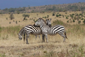 Kenya: Safari di 7 giorni a Masai Mara, Lago Naivasha e Amboseli