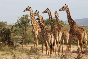 Kenya: Safari di 7 giorni a Masai Mara, Lago Naivasha e Amboseli