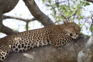 Kenya: Safari di 7 giorni a Masai Mara, Lago Naivasha e Amboseli