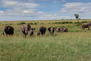 Kenya: Safari di 7 giorni a Masai Mara, Lago Naivasha e Amboseli