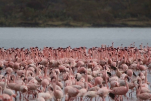Kenya: Safari di 7 giorni a Masai Mara, Lago Naivasha e Amboseli