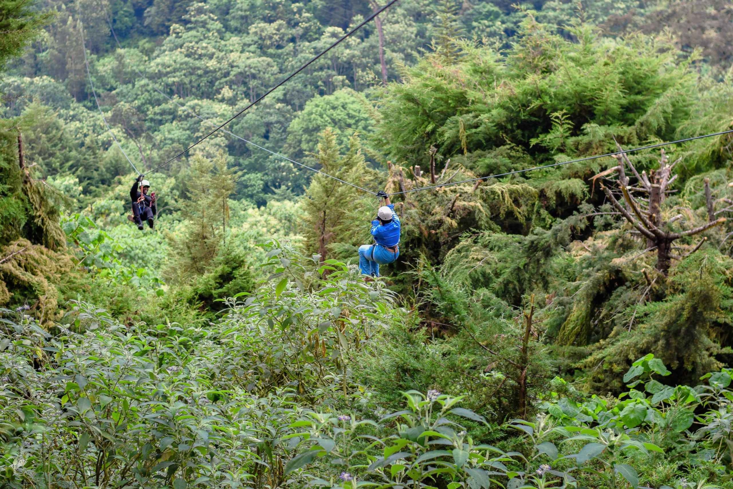 Кения: Самый длинный зиплайн в Африке в The Forest.