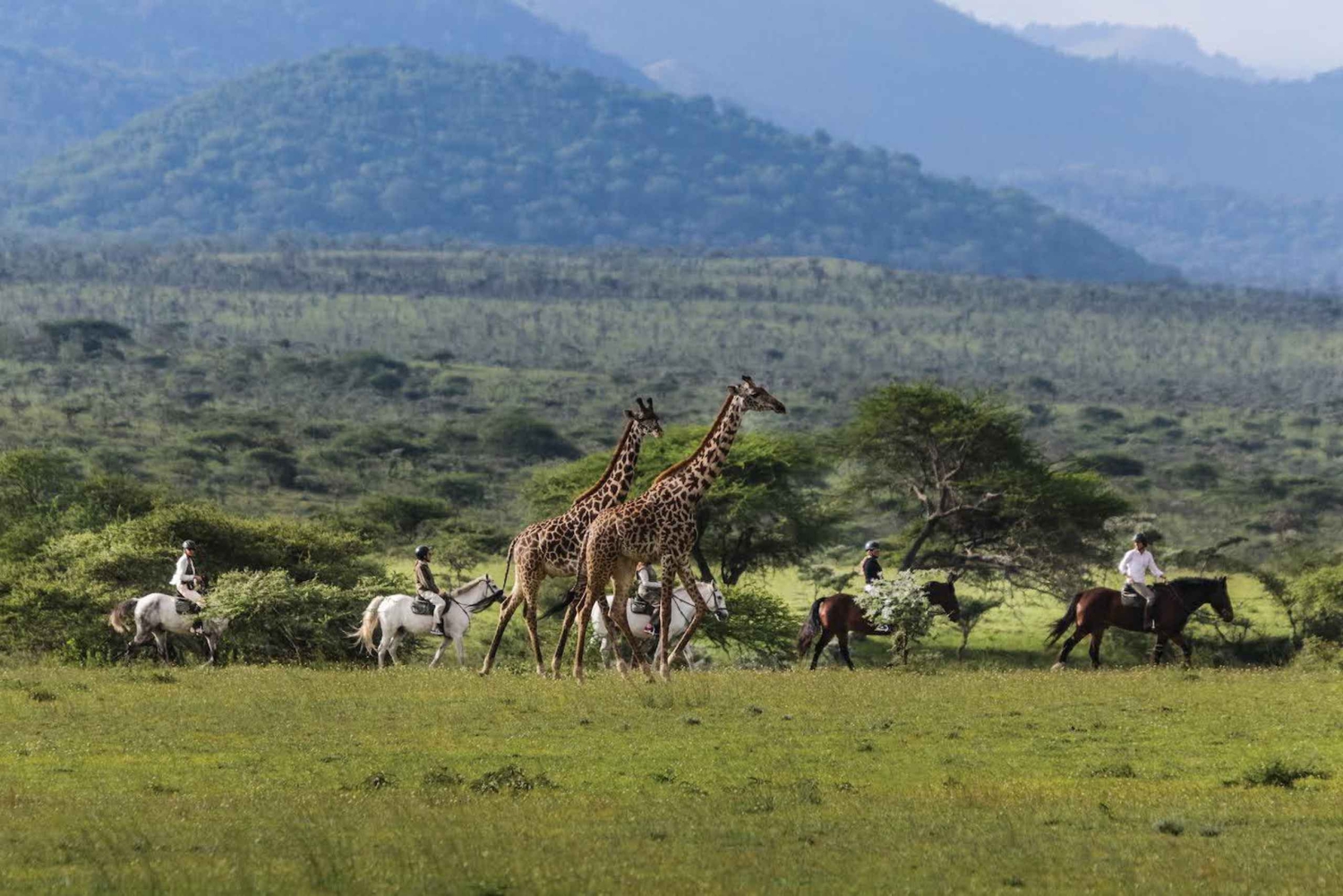 Zambia: Halvdags hästsafari och lunch vid Victoriafallen