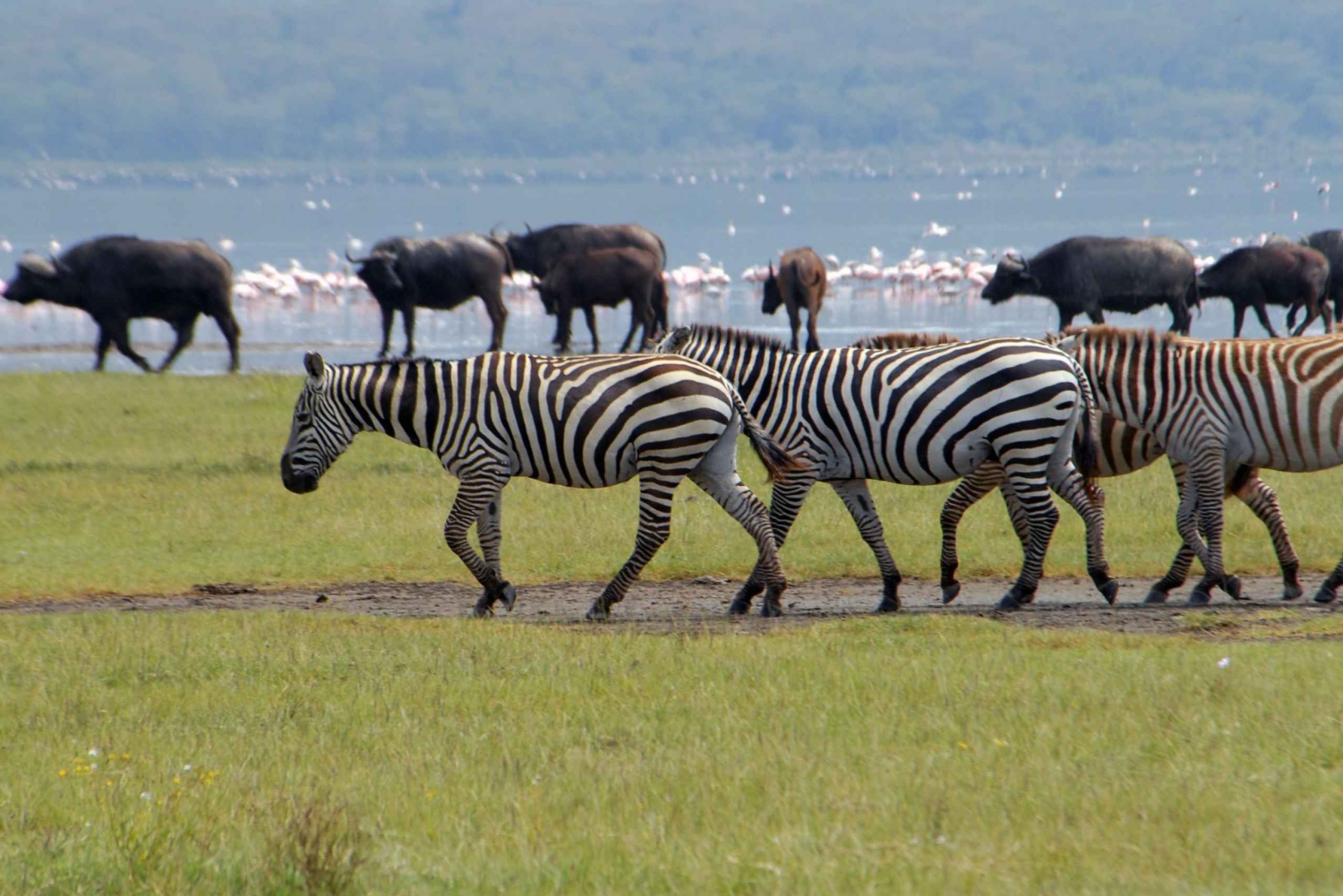 Lago Naivasha: Santuário de Caça da Ilha Crescent