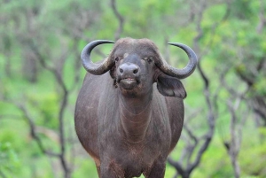 Групповая однодневная экскурсия в заповедник Хеллс-Гейт и к озеру Найваша