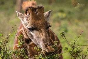 Групповая однодневная экскурсия в заповедник Хеллс-Гейт и к озеру Найваша