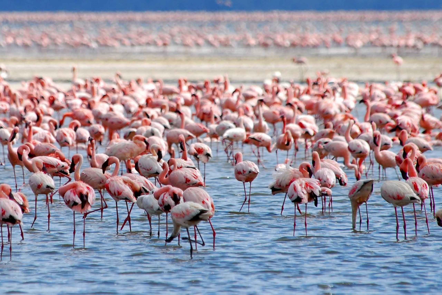 Lake Nakuru National Park Tagestour mit Nakuru/Nairobi Pick