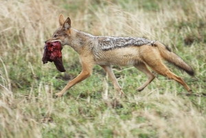Lamu: 3-dagars campingtur i Boni nationalpark