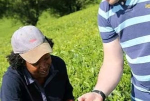 Nairobi : visite d'une plantation de thé pourpre et dégustation