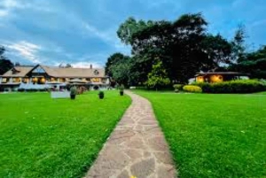 Nairobi : visite d'une plantation de thé pourpre et dégustation