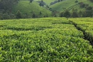 Nairobi : visite d'une plantation de thé pourpre et dégustation