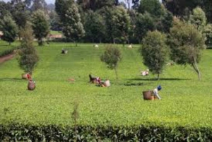 Nairobi : visite d'une plantation de thé pourpre et dégustation
